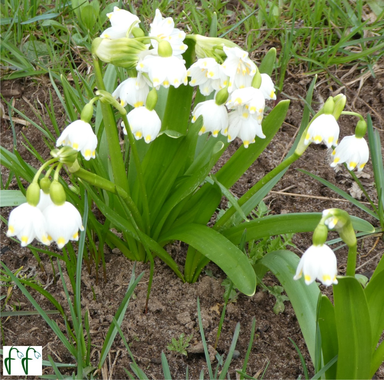 Каталог — Белоцветник весенний (Leucojum vernum) купить луковицы, семена и саженцы
